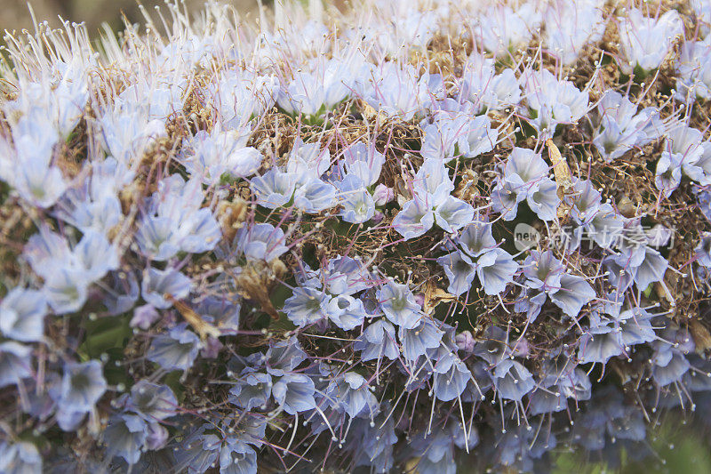 马德拉的骄傲(Echium nervosum) Detail